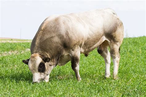 Certified piedmontese - What sets Certified Piedmontese grass fed, grass finished beef apart from others in the industry?… 5 New Year's Resolution Ideas for a Happier and Healthier You! It is a shock to realize that we are now firmly in 2022 when we are still processing 2020.